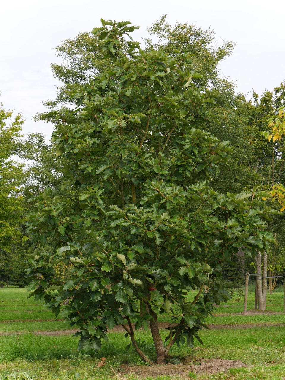 Quercus dentata 'Carl Ferris Miller' | Japanse keizereik (cv